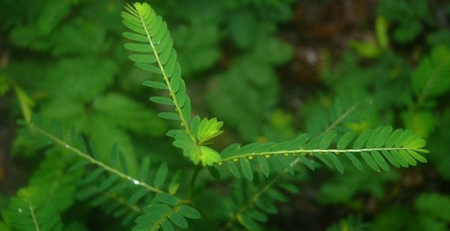 Chanca Piedra - Urinary Infection & Inflammation Support for Pets