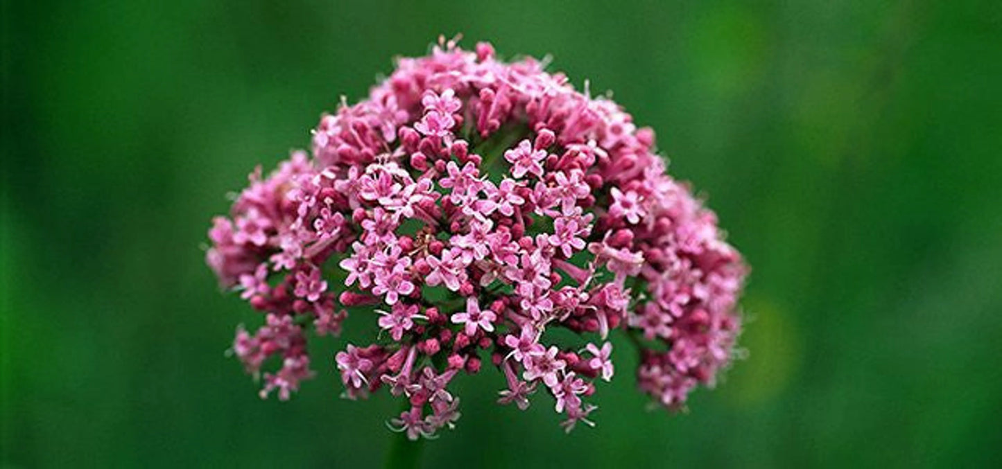 Soothed & Serene for Dogs & Cats - All Systems Anxiety, Calming & Stress Support