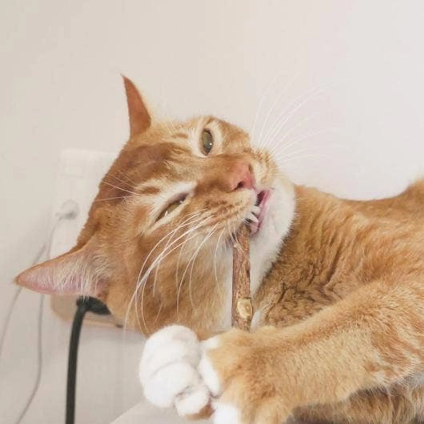 Natural Matatabi Dental Sticks for Cats