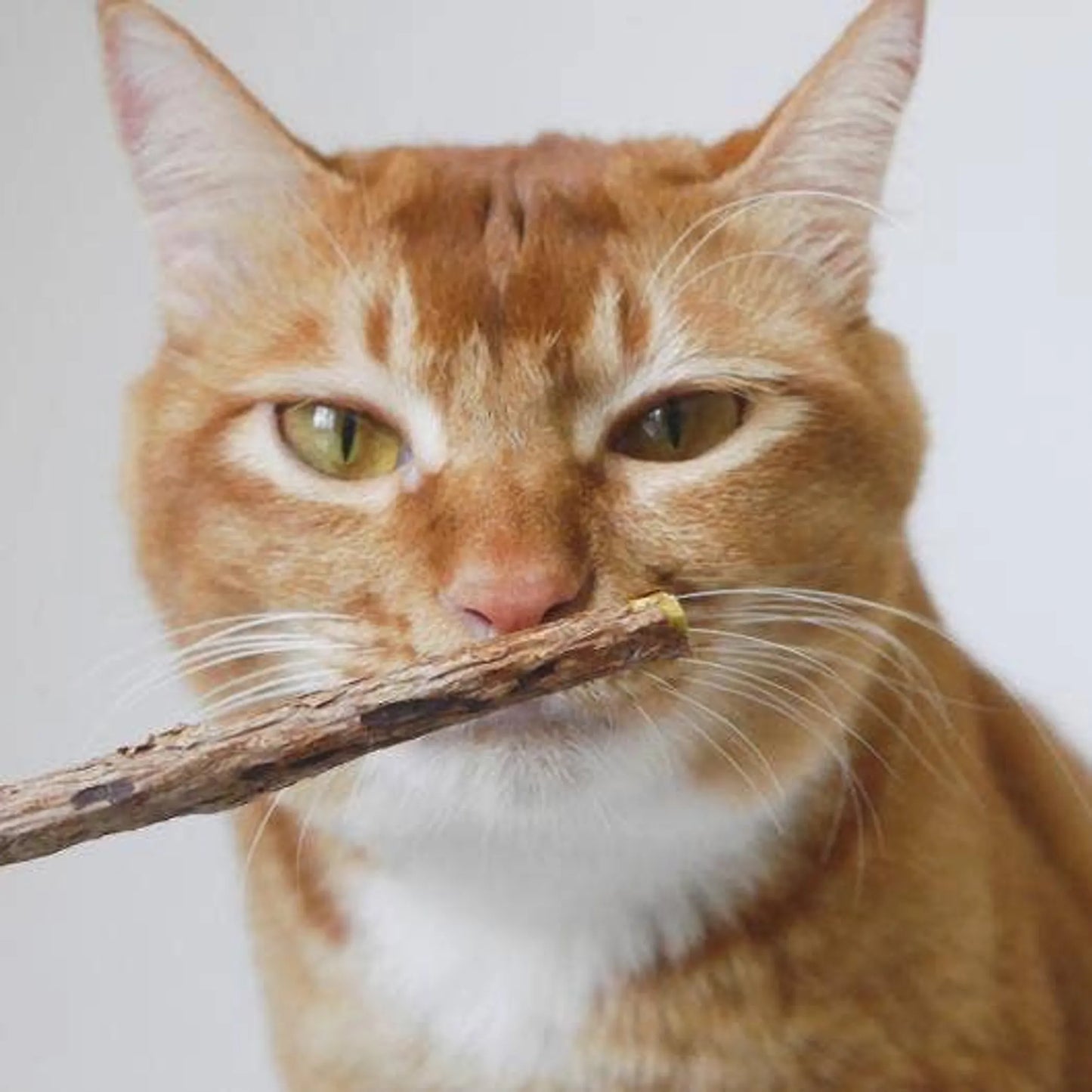 Natural Matatabi Dental Sticks for Cats
