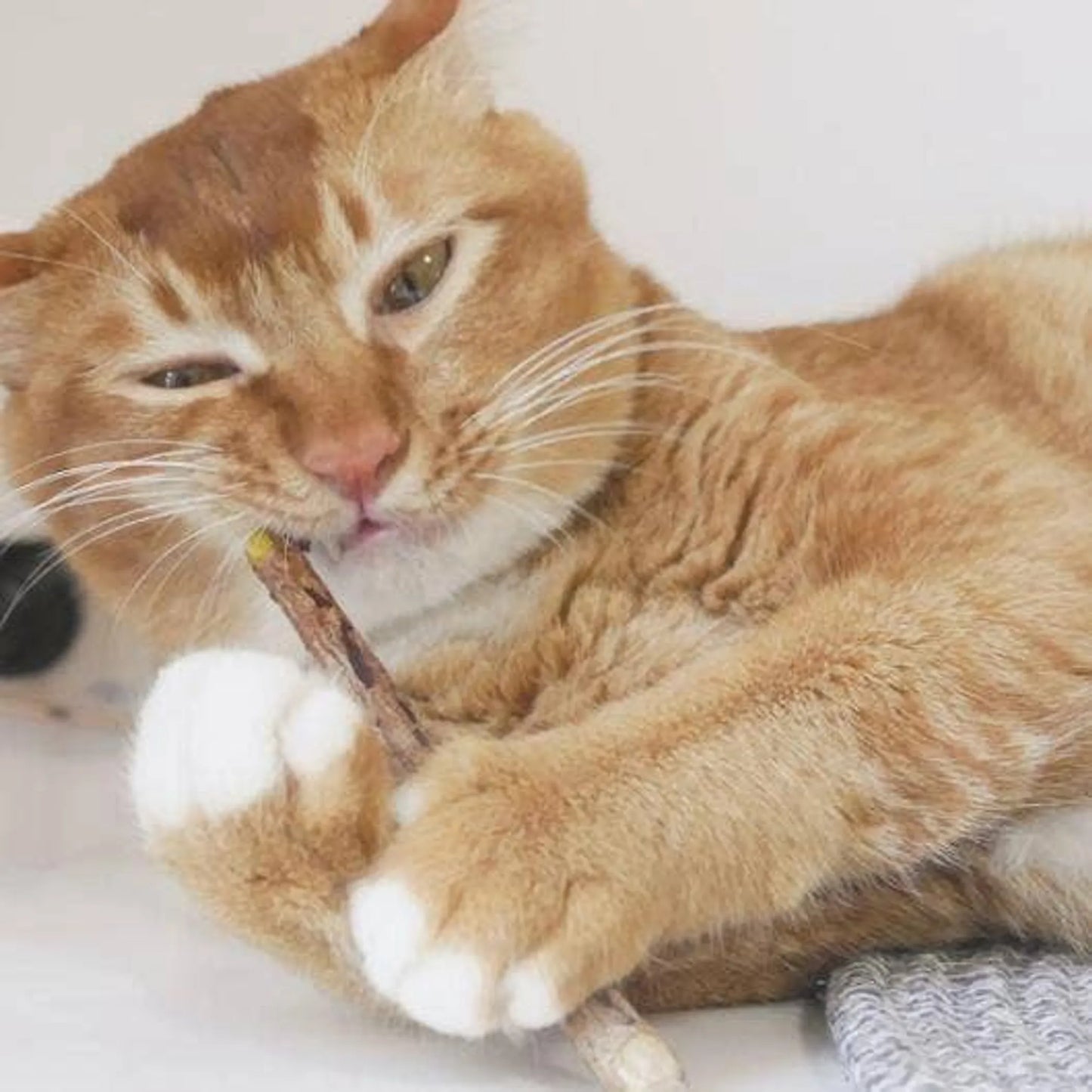 Natural Matatabi Dental Sticks for Cats