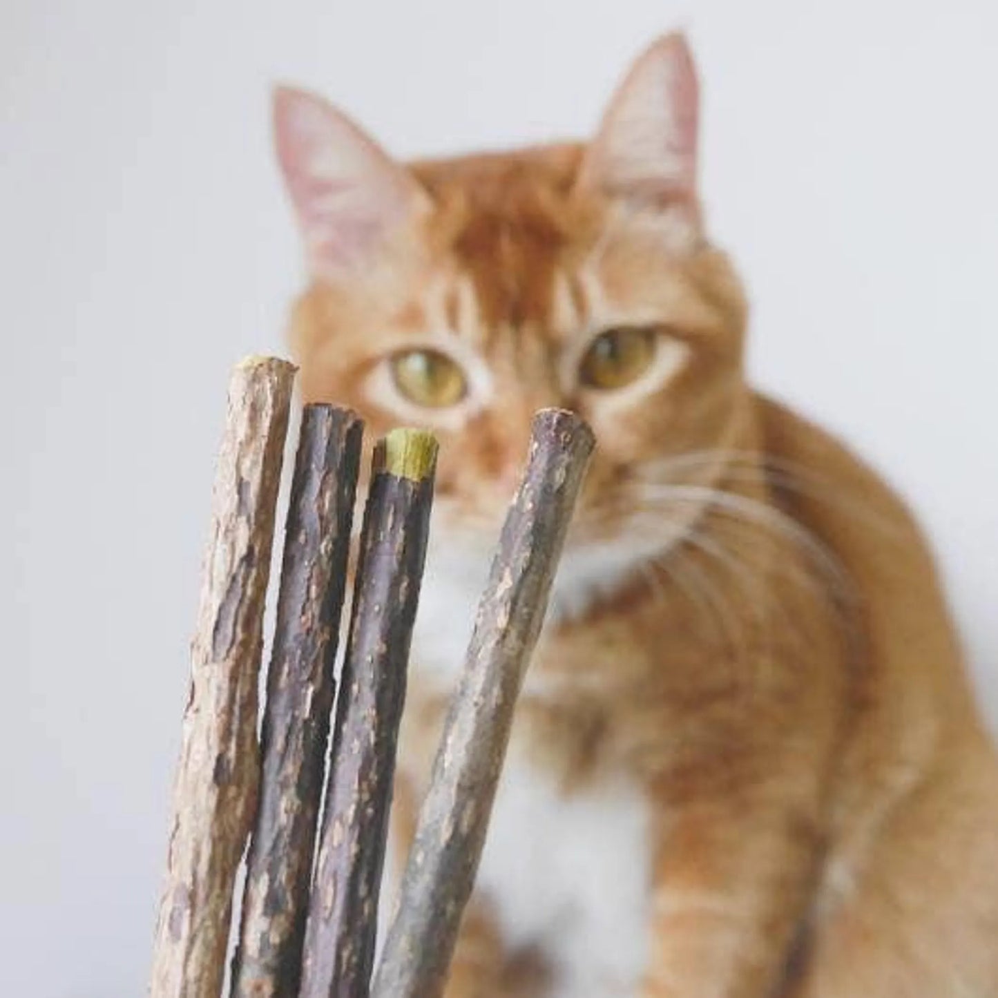 Natural Matatabi Dental Sticks for Cats