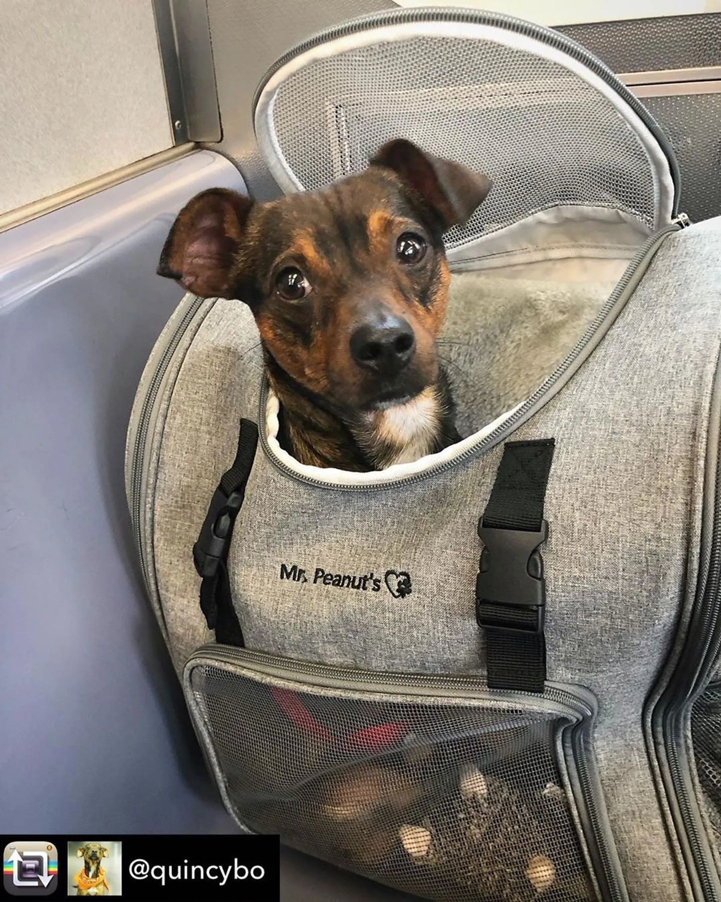 Mr. Peanut's Aspen Series Airline Capable Backpack Pet Carrier - Travel Ready Pet Carrier