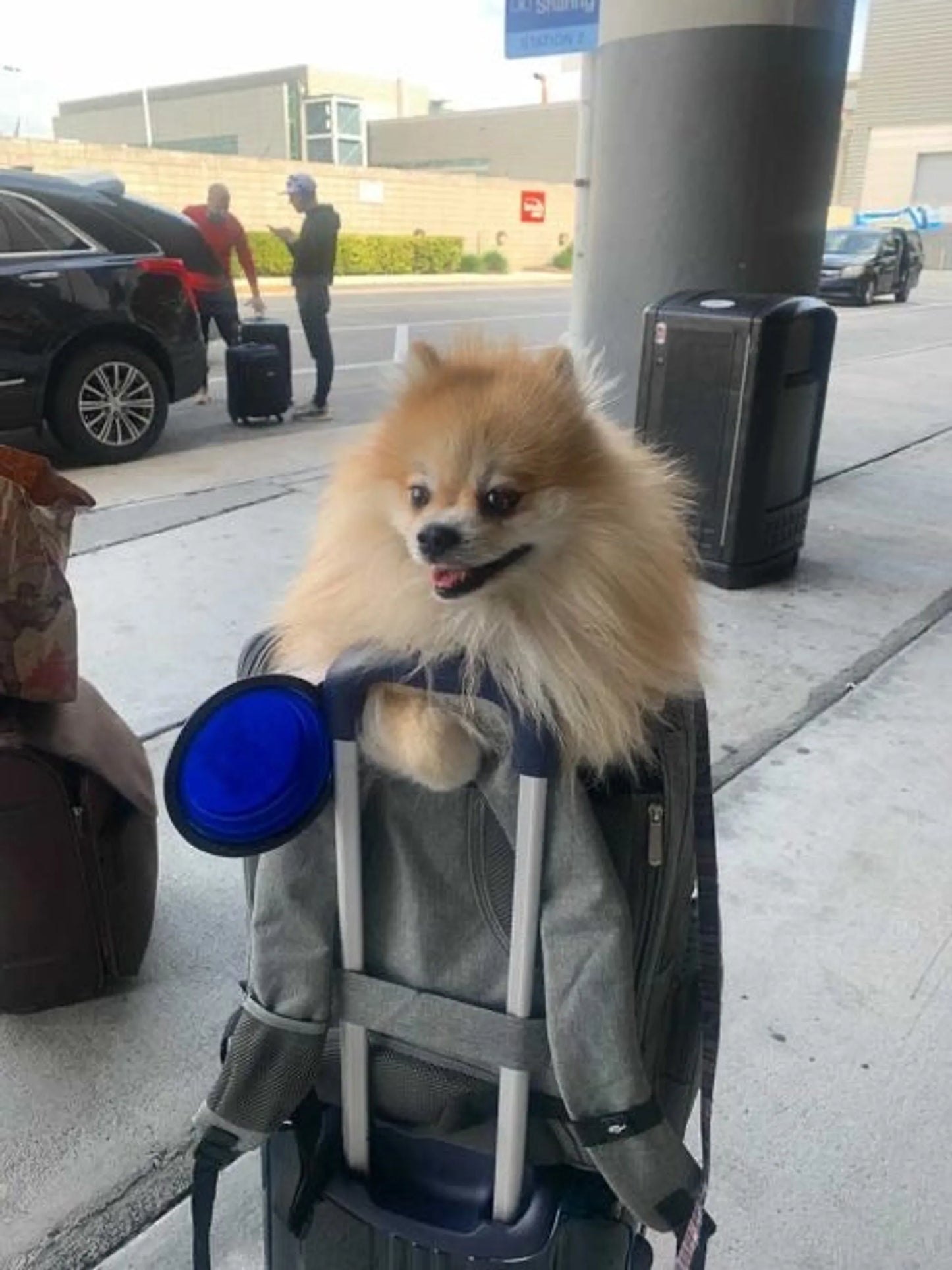 Mr. Peanut's Aspen Series Airline Capable Backpack Pet Carrier - Travel Ready Pet Carrier