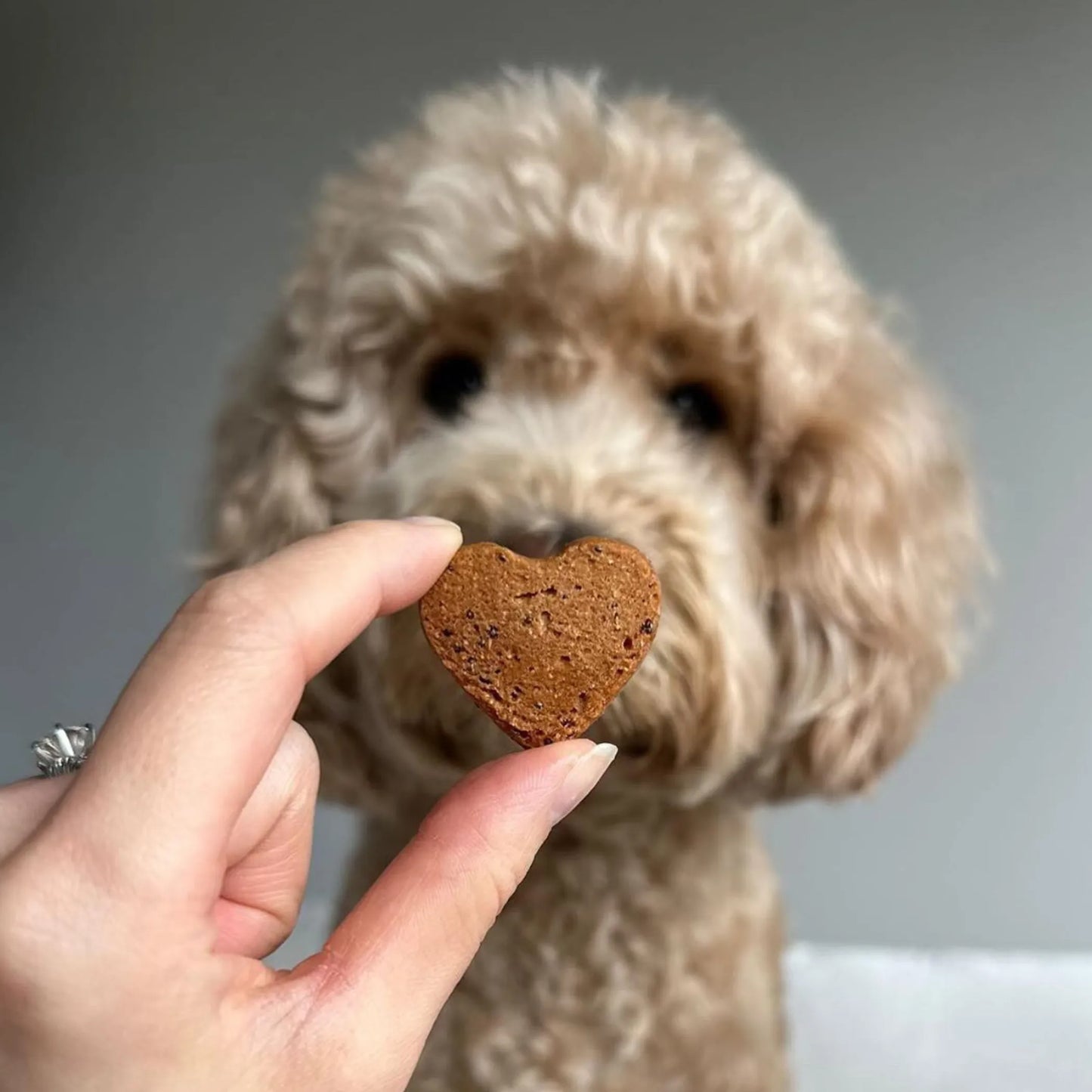 Heart(beet) Bulk Treats - Limited Edition & Nutritious