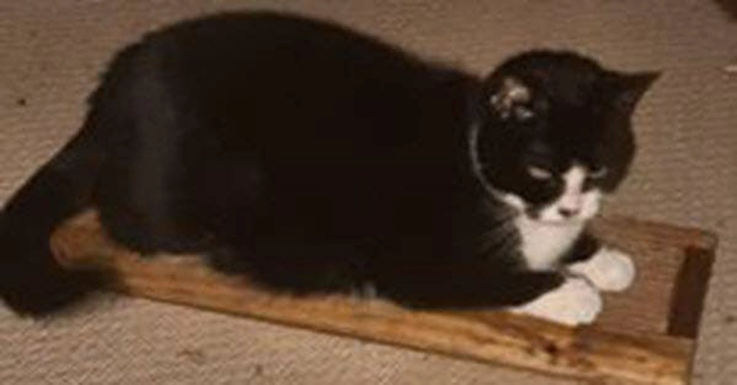 Handcrafted Wooden Cat Scratcher with Replaceable Catnip Cardboard