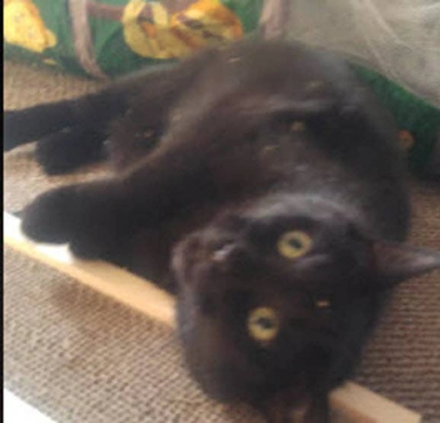 Handcrafted Wooden Cat Scratcher with Replaceable Catnip Cardboard