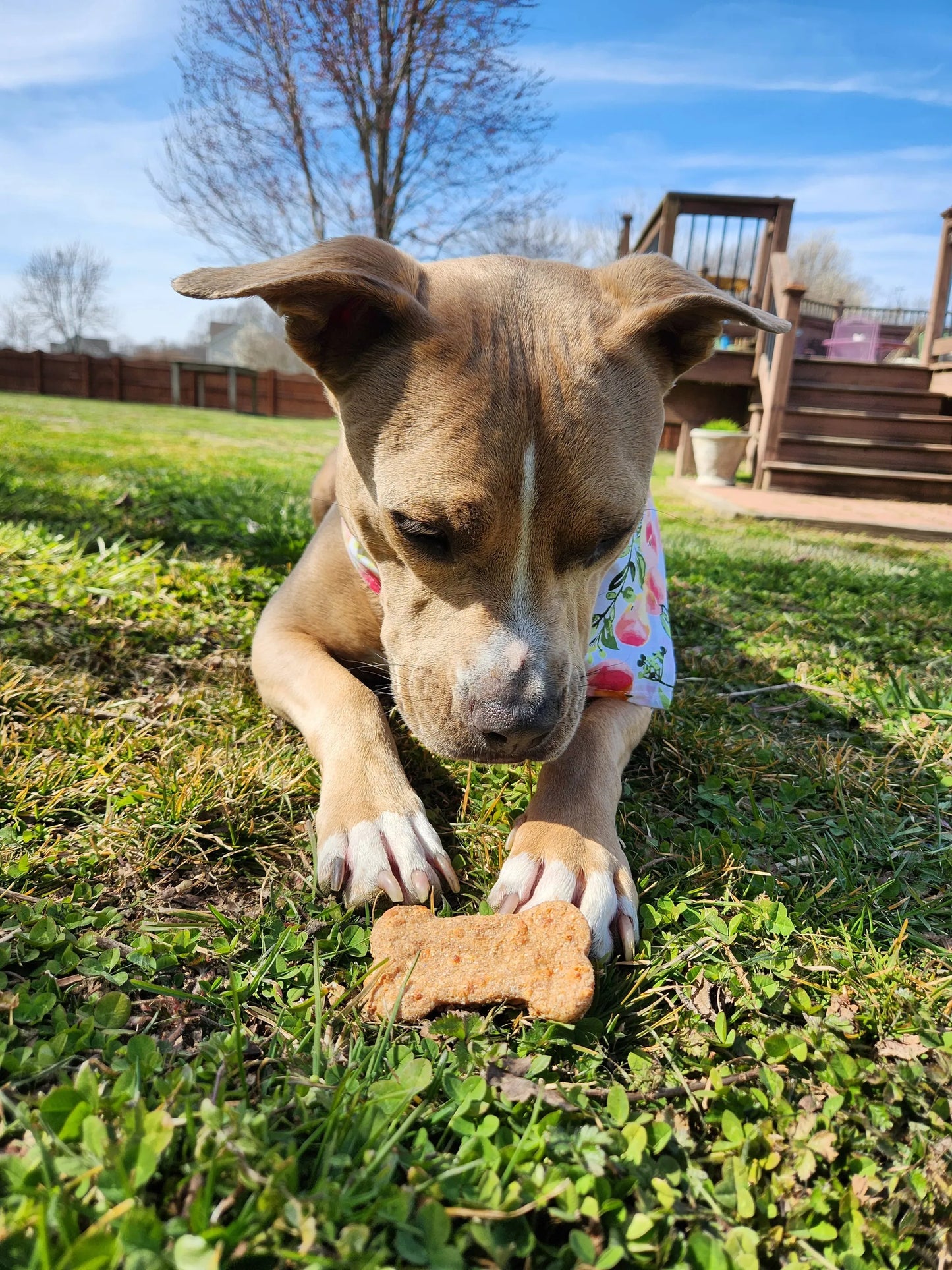 Cheddar Bones - Real Cheese Dog Treats