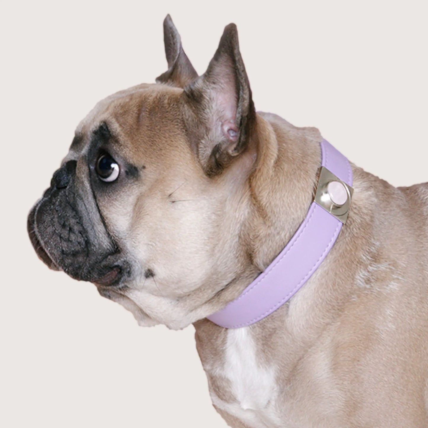 Lavender Rose Collar Charm Set - Stylish Pet Accessory with Healing Properties