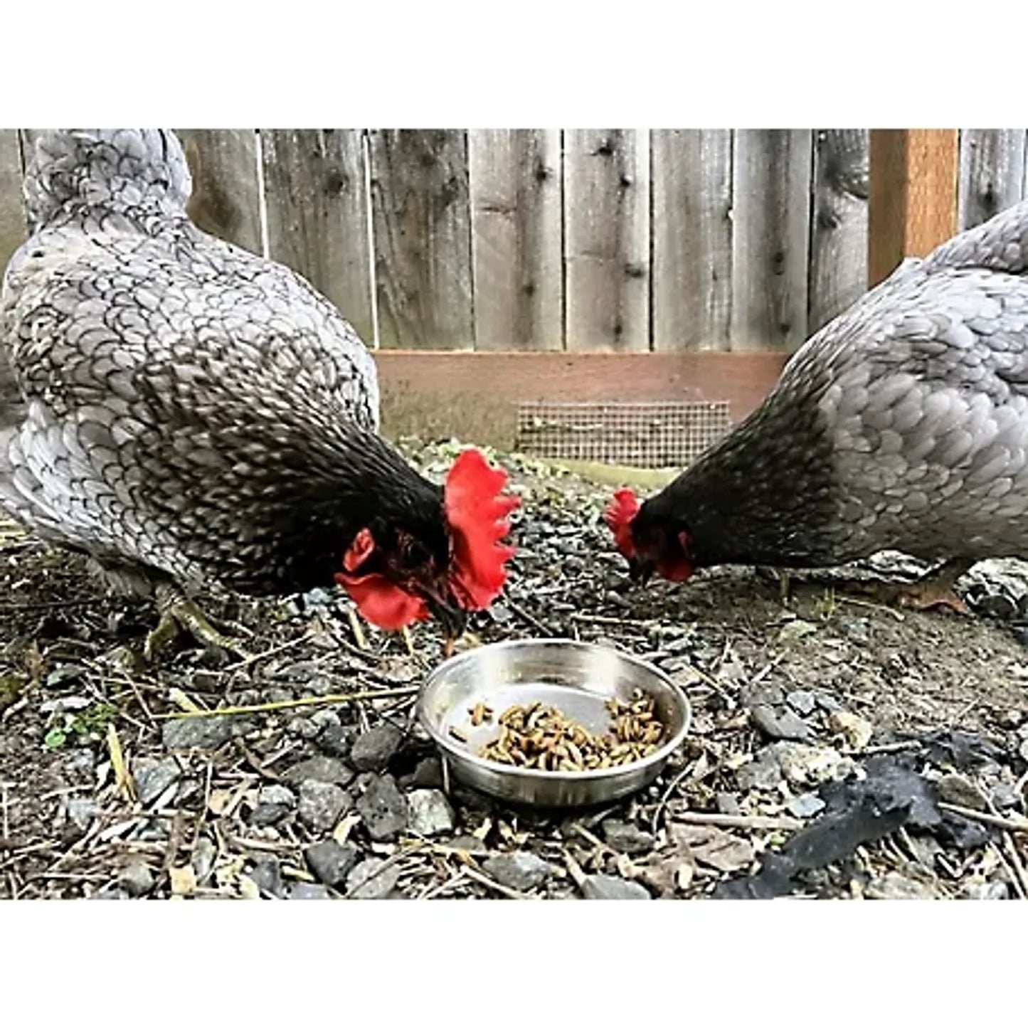 All-Natural Dried Black Soldier Fly Larvae - Poultry Treats