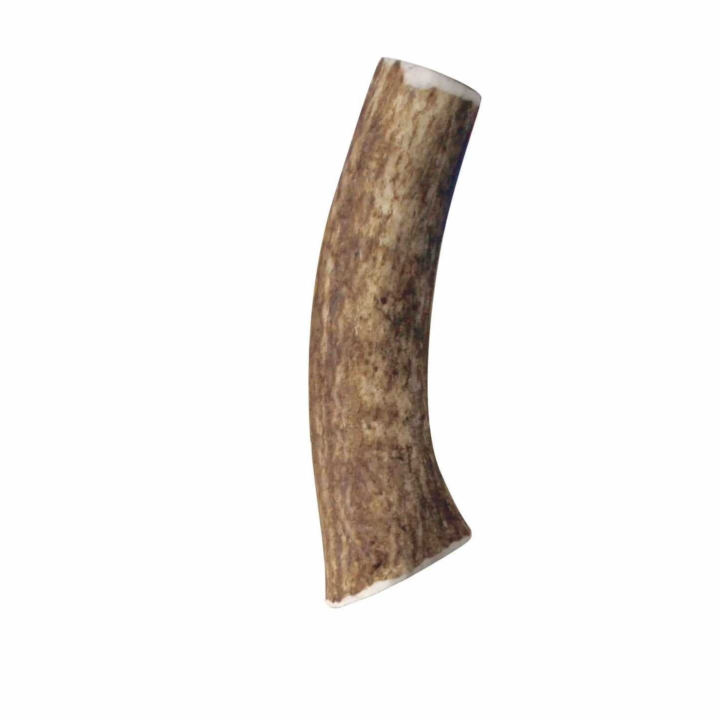 KONG Wild Antler Whole - All-Natural Chewing Solution, Medium Size