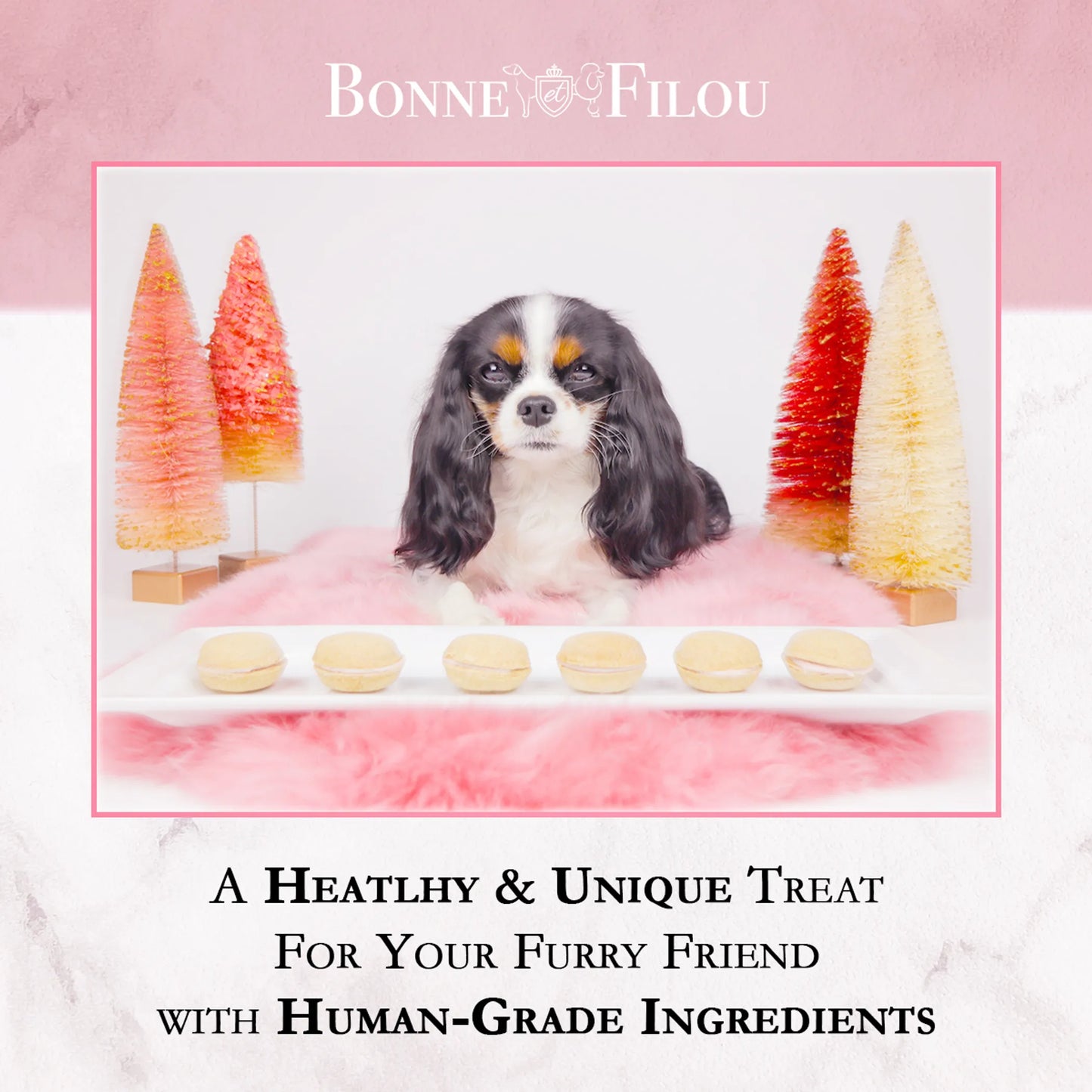 Dog Macarons - Box of 6 - Gourmet Human-Grade Dog Treats