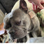The Zen Roller For Pets - Therapeutic Pet Massage Tool