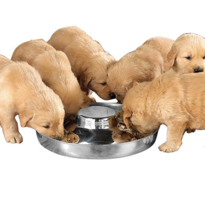 Premium 14.5in Puppy Dish - Easy Cleaning & High Durability