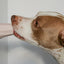 The Ubbe - Easy Cleaning Treat Filler Chew Toy