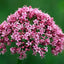 Soothed & Serene for Dogs & Cats - All Systems Anxiety, Calming & Stress Support