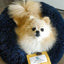 Super Soft Marshmallow Pets Bed