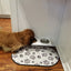Champion Bowl Pet Food Holder - Convenient Wall Mounted Feeder
