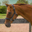 Henri de Rivel Stress Free Halter With Fancy Contrast Stitching