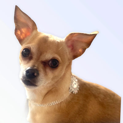 Silver Rectangle Burst Stone Dog Collar - A Luxurious Accessory for Your Pet