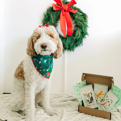 Pawliday Treat Bundle - Limited Edition & Gift-Ready