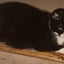 Handcrafted Wooden Cat Scratcher with Replaceable Catnip Cardboard