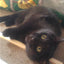 Handcrafted Wooden Cat Scratcher with Replaceable Catnip Cardboard