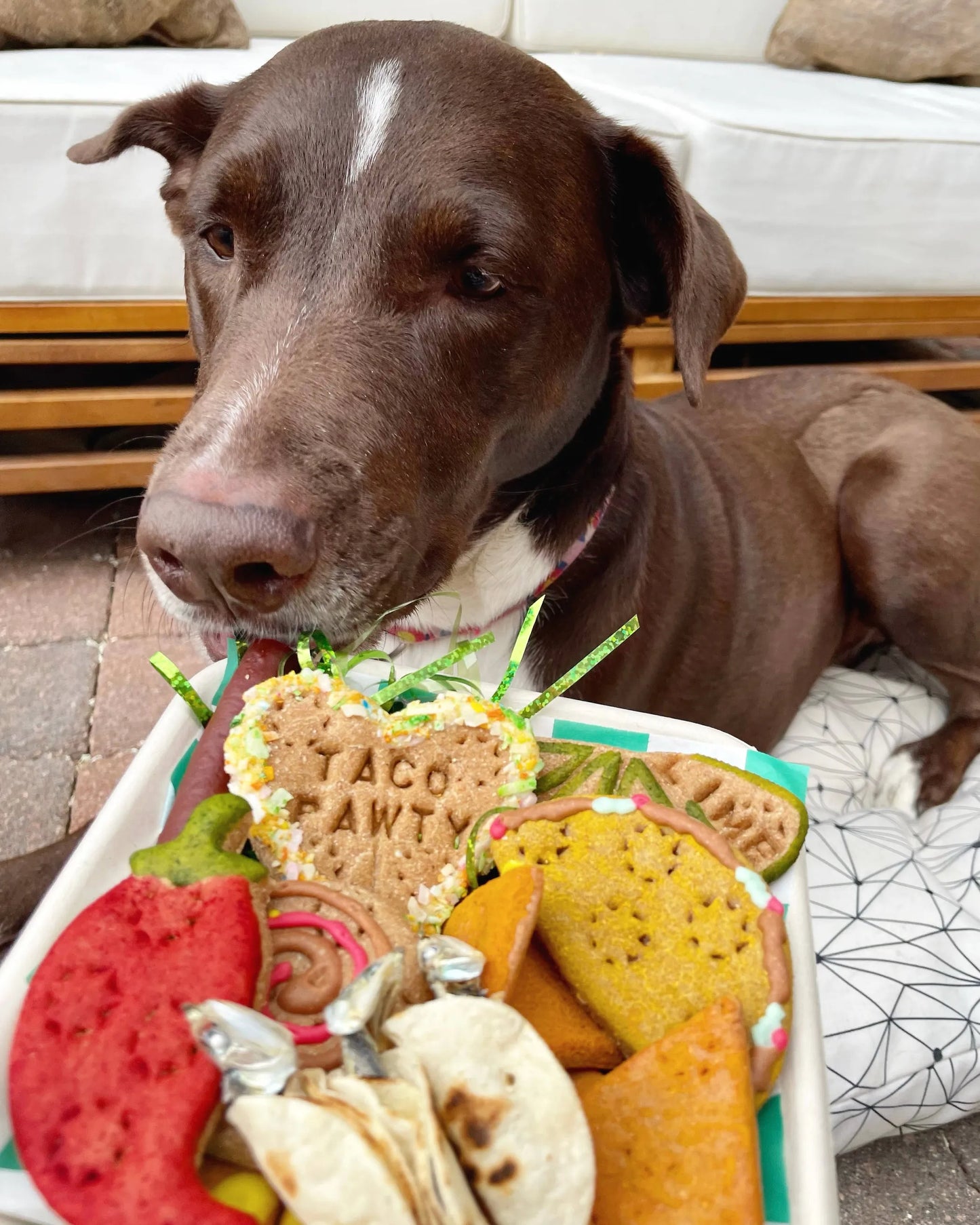 Food Hall - Global Cuisine Inspired Food Trays for Dogs - Gluten Free