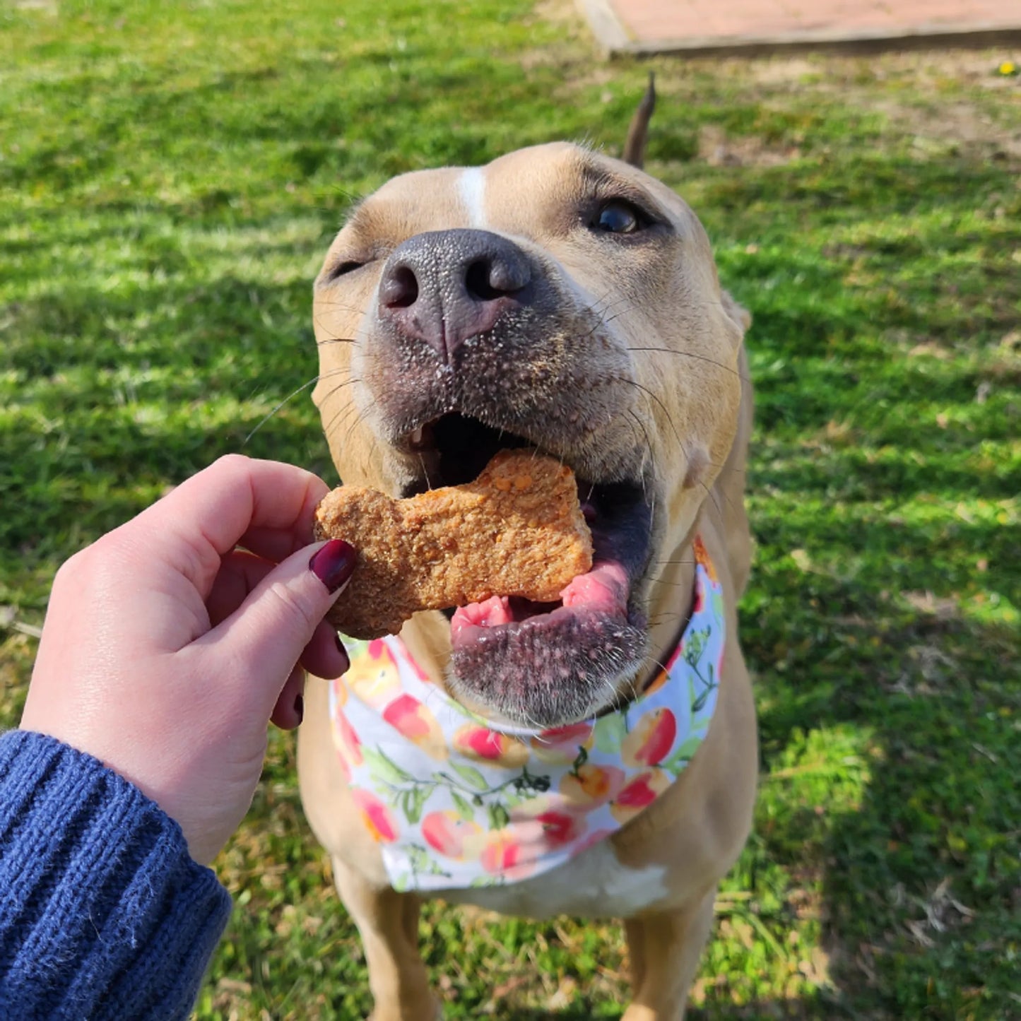 Cheddar Bones - Real Cheese Dog Treats