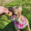 Classic Peanut Butter Cookies - Handmade Dog Treats
