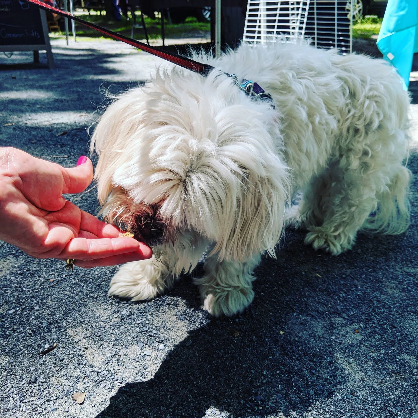 Salmon Snacks - Delicious and Healthy Treats for Cats and Dogs