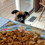 Salmon Snacks - Delicious and Healthy Treats for Cats and Dogs