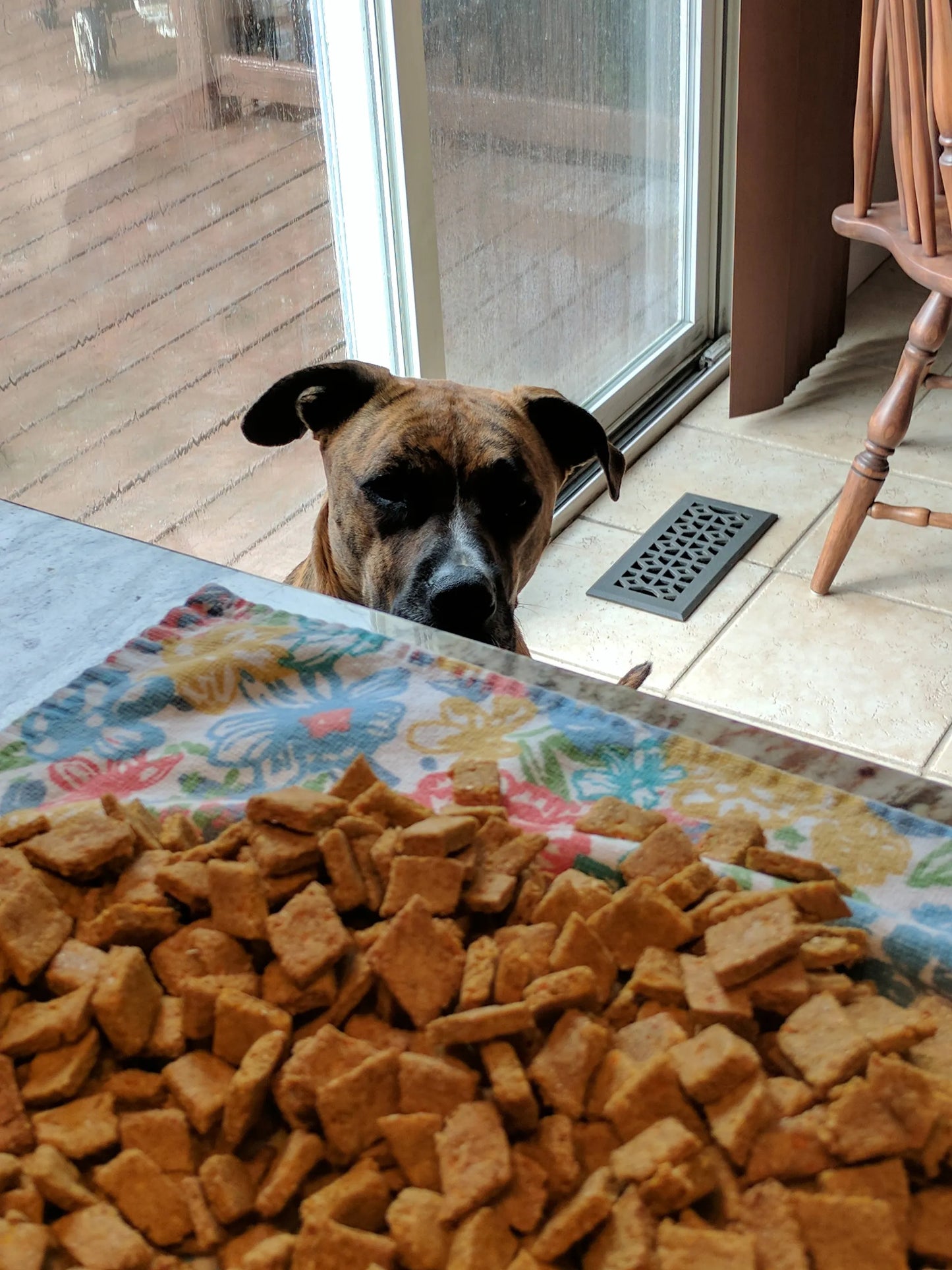Salmon Snacks - Delicious and Healthy Treats for Cats and Dogs