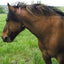 ALZOO Herbal Horse Collar - Creates a Pleasant Environment for Horses