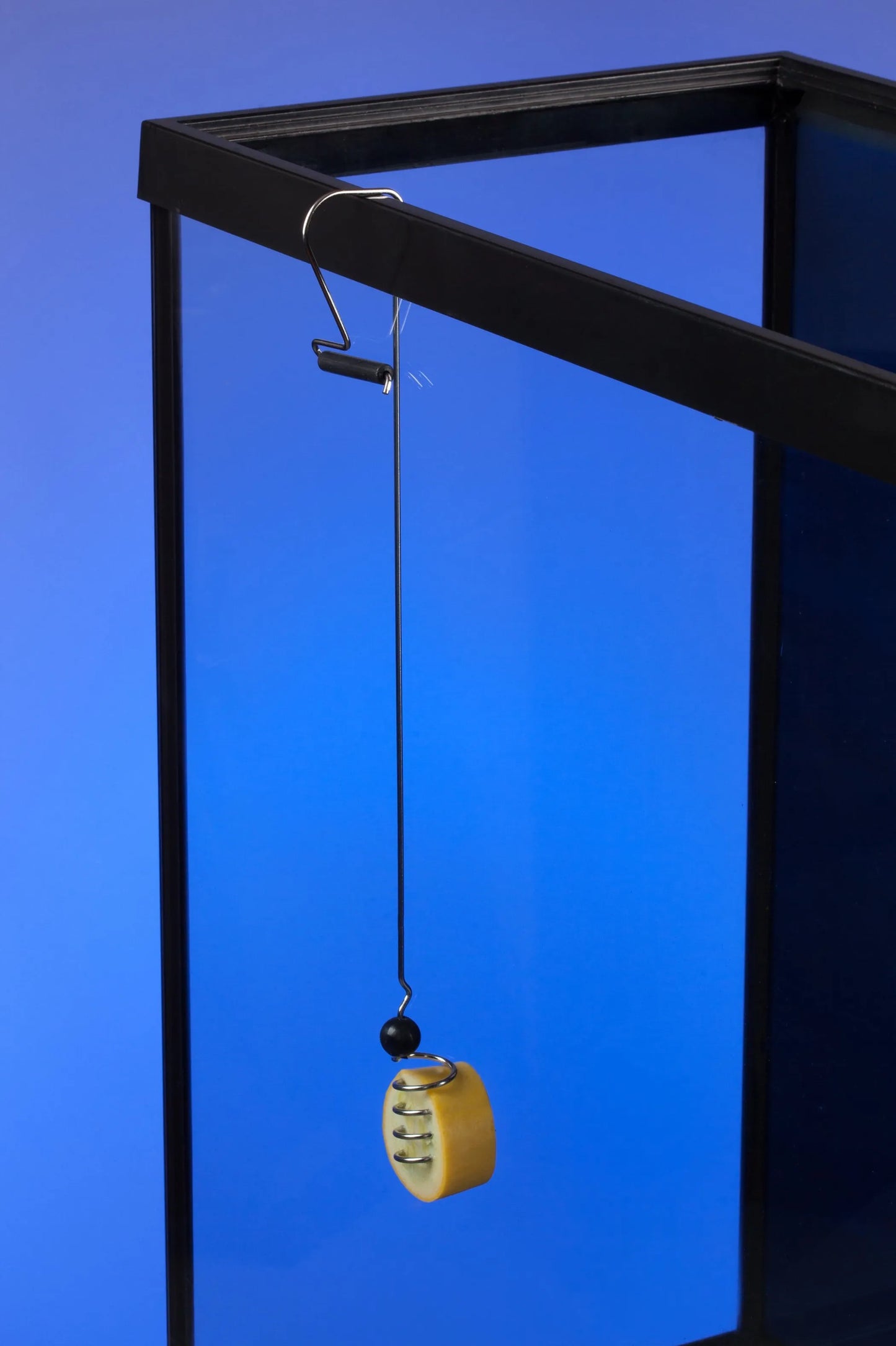 The Pleco Feeder - Easy & Fun Way to Feed Your Aquarium Fish