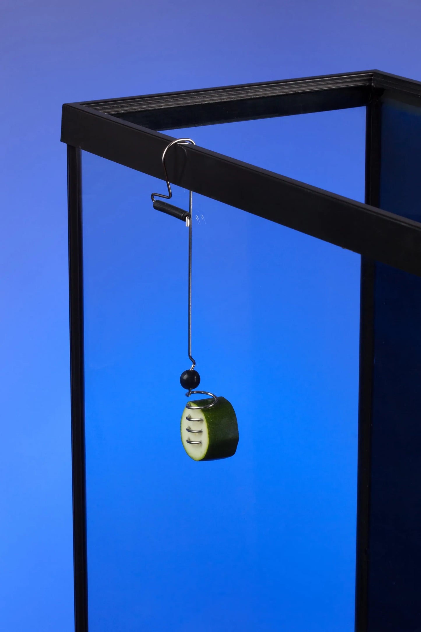 The Pleco Feeder - Easy & Fun Way to Feed Your Aquarium Fish