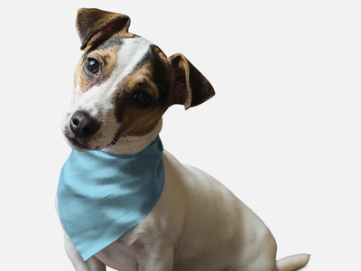 Water Bowl Blue Bandoggie: Refreshing Dog Bandana for the Joyful Pet
