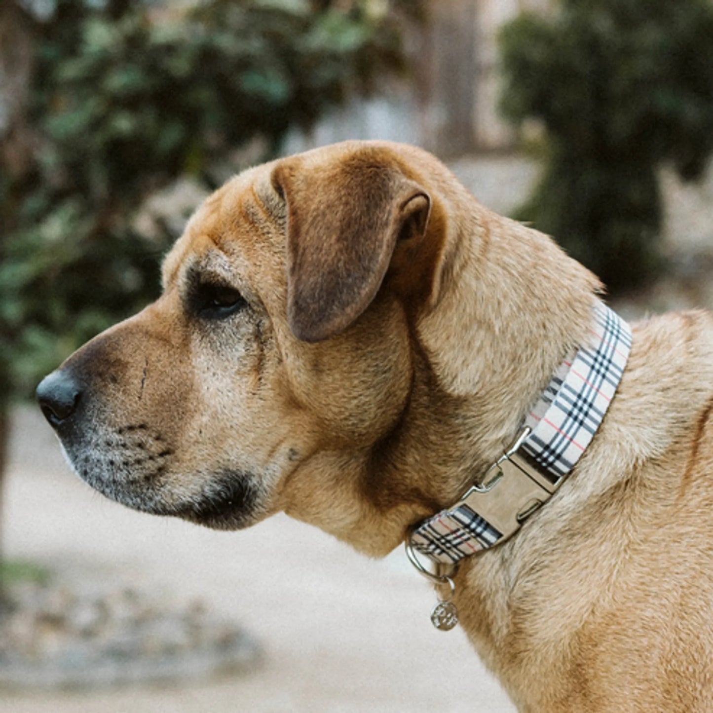 Adjustable Collar - Comfortable & Durable Pet Accessory