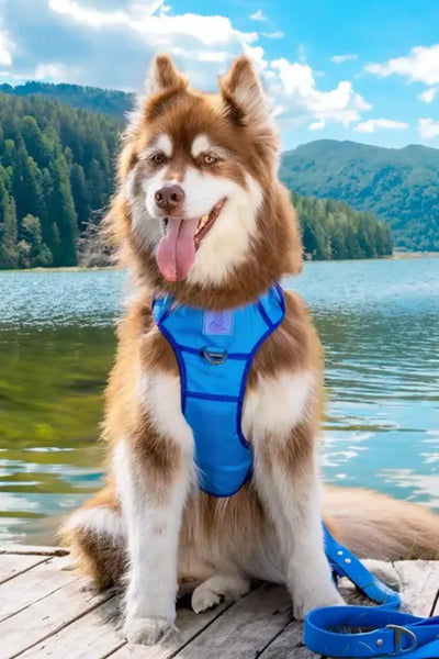 Dockside Adventures Ultimate Harness – Durable, Secure, Comfortable