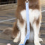 Blue Sky Orchid Waterproof Leash – Durable, Odor-Proof, Winter-Ready