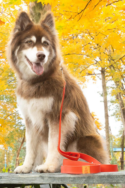 Scarlet Peaks Waterproof Leash – Durable, Odor-Proof, Autumn-Ready