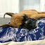 Vintage Nautical Toile Duvet-Style Dog Bed - Comfortable and Stylish