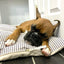 Vintage Farmhouse Navy Ticking Dog Bed - Comfortable and Stylish
