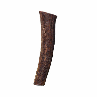 KONG Wild Antler Whole - All-Natural Chewing Solution, Medium Size