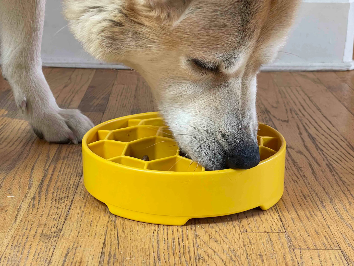 Honeycomb Design eBowl Slow Feeder Bowl for Dogs - Healthy Eating Made Fun