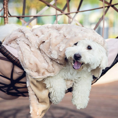 Super Soft Velvet Blanky Pet Blanket - Comfort & Security